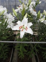 [1834 Meriva No02.JPG]